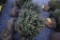 White Spruce 3ft