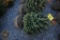 White Spruce 3ft