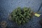 Colorado Blue Spruce 3ft.