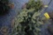 Colorado Blue Spruce 3ft.