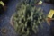 Colorado Blue Spruce 3ft.