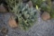 Colorado Blue Spruce 3ft.