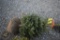 White Spruce 3ft