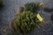 White Spruce 3ft