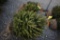White Spruce 3ft