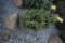 White Spruce 3ft