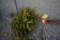 Norway Spruce 3ft.