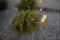 Norway Spruce 3ft.
