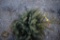 Colorado Blue Spruce 3ft.
