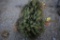 Colorado Blue Spruce 3ft.