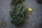 Colorado Blue Spruce 3ft.