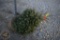 Black Hill Spruce 3ft.
