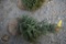 Black Hill Spruce 3ft.