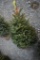 Black Hill Spruce 3ft.