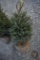 Black Hill Spruce 3ft.