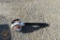 STIHL LEAF BLOWER 35170