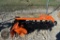 Trencher FUTURE MINI TRENCHER FT-X39 35147