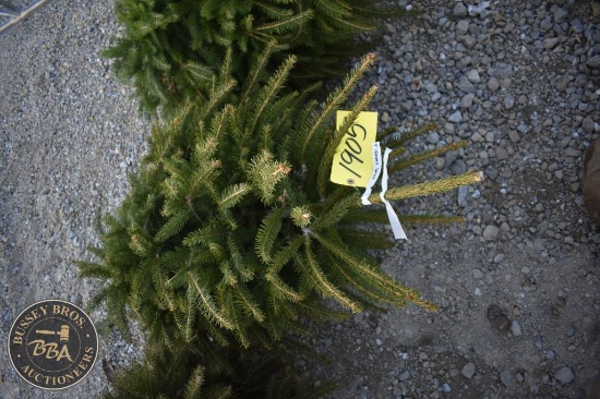 Norway Spruce4ft.