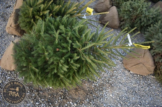 Norway Spruce4ft.