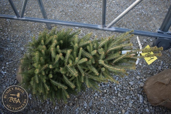 Black Hill Spruce 4ft.