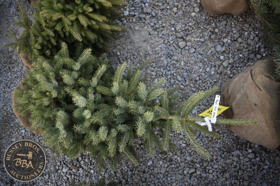 Black Hill Spruce 4ft.