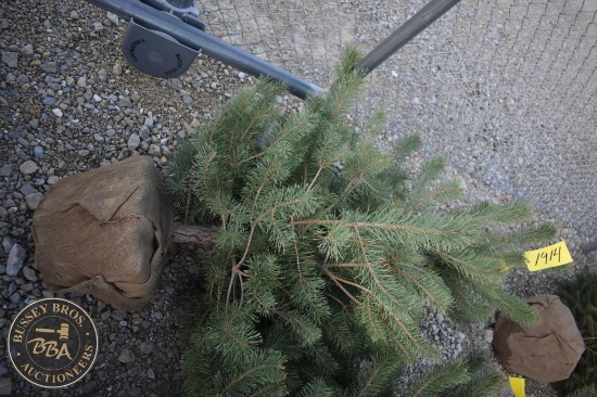 Scotch Pine 5ft.