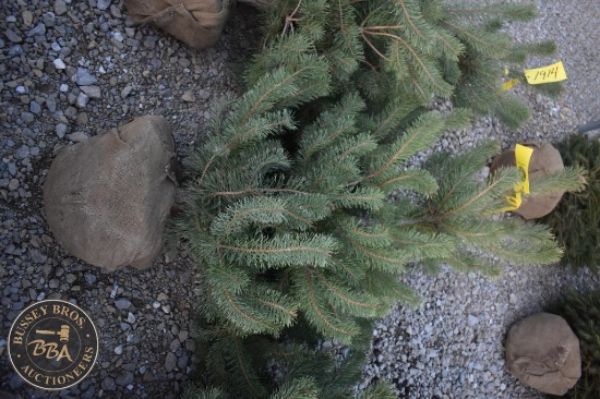Scotch Pine 5ft.