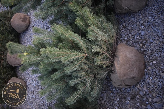 Scotch Pine 5ft.