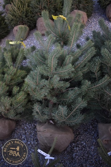 Scotch Pine 5ft.