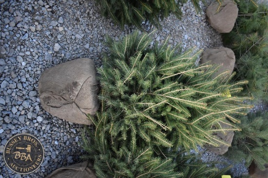 Norway Spruce 5ft.