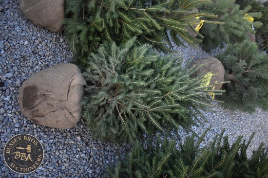 Norway Spruce 5ft.