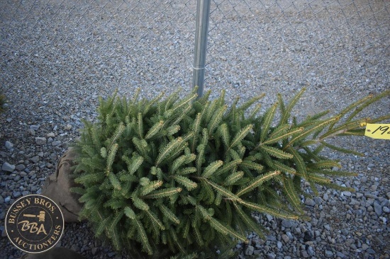 White Spruce 5ft.