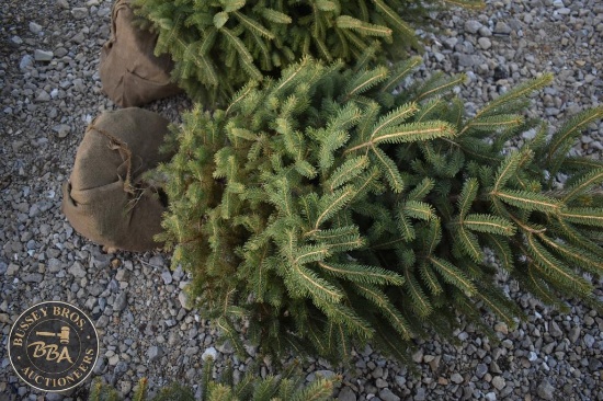 White Spruce 5ft.