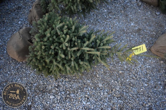 White Spruce 5ft.