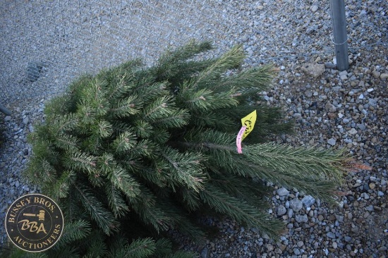 Scotch Pine 6ft.