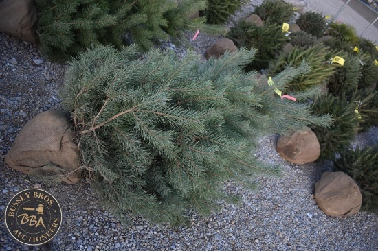 Scotch Pine 6ft.
