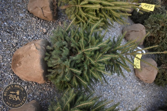 Norway Spruce 4ft.