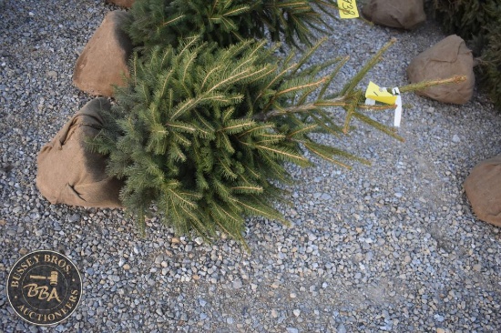 Norway Spruce 4ft.