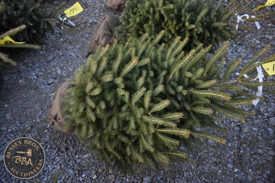 White Spruce 4ft.