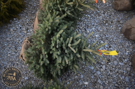 Black Hill Spruce 3ft.