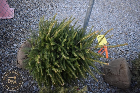 Norway Spruce 3ft.