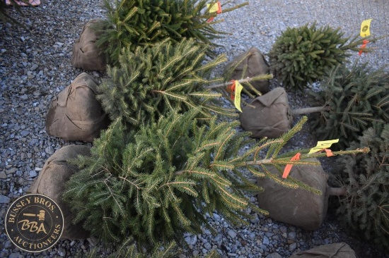 Norway Spruce 3ft.
