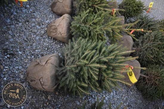 Norway Spruce 3ft.
