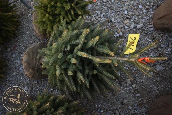 White Spruce 3ft