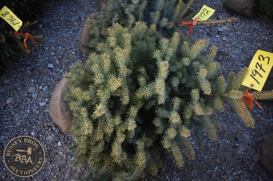 Colorado Blue Spruce 3ft.