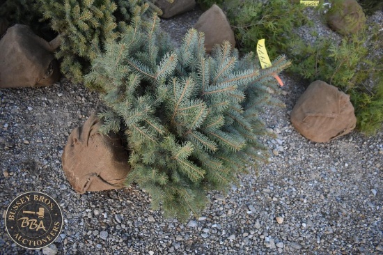 Colorado Blue Spruce 3ft.