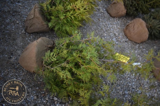 Arbroviate 3ft.