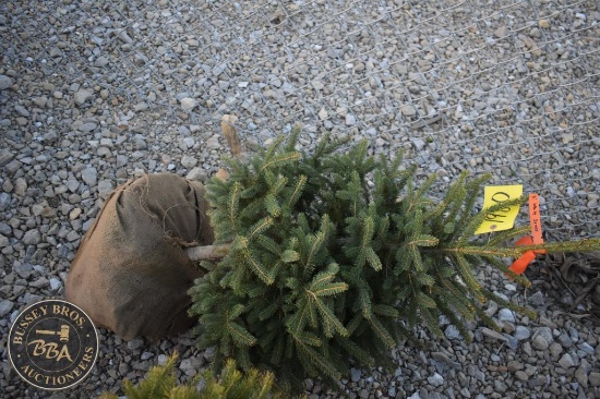 White Spruce 3ft