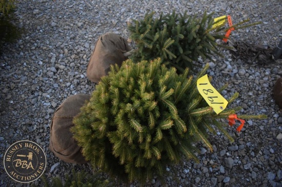 White Spruce 3ft