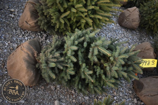 White Spruce 3ft